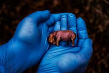 33 - Rhino Res_Biorescue_24_01_09_ 2098v2 - f39b4cac-b029-4496-9014-6b6f9c9aa6a4