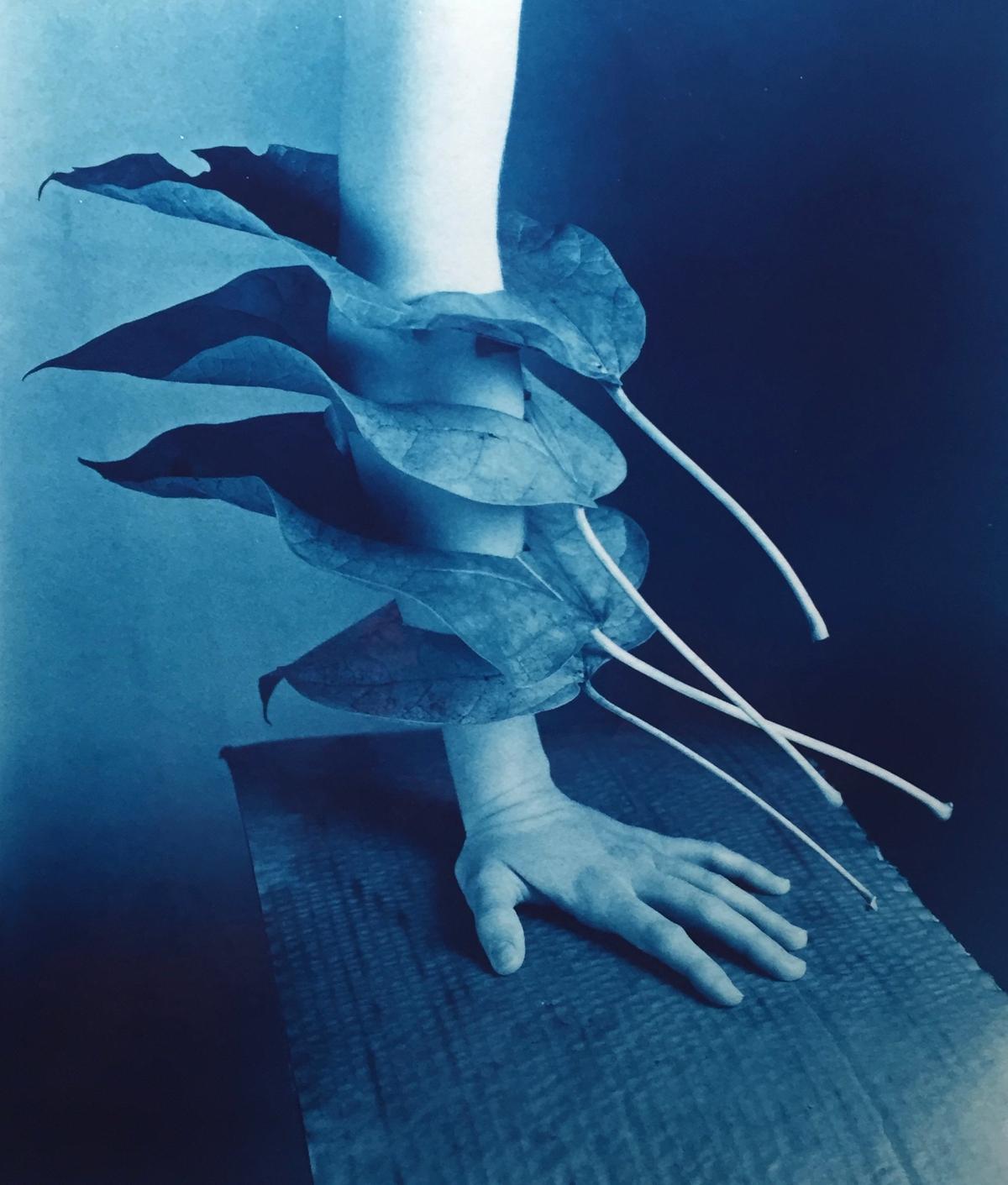 Robert Langham III, Catalpa Leaf Arm, 2021, cyanotype