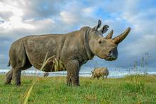 21 - rhinos_004 - b5378af0-c893-4305-93e4-17c9f8fd85a9