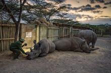 27 - rhinos_009 - b11e045f-8d23-4e7b-8e76-51a85f8670ba