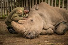 24 - rhinos_006 - 7d6ba283-3b21-4cd0-9727-25c66efecbe1