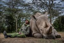 36 - rhinos_029 - ea701033-d866-43cb-ba5f-d081ce011589