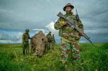 22 - rhinos_005 - 5f566460-f736-4e8f-800d-43aaa15f0f48