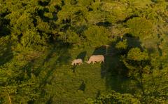 37 - rhinos_030 - 04aa21af-8a98-4be9-b861-611185d1e979