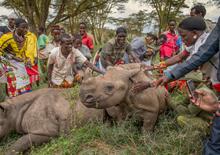 18 - rhinos_010 - 41a5c06c-2de1-4f16-a83f-651d50ad4882