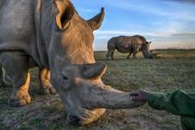 25 - Rhinos_007 - d55fe51c-4fc5-441e-8cda-50d76b0edbcb