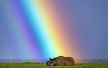 40 - VItale_Kenya_rhino - bda4867c-1886-4e1e-b051-680302665969