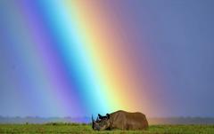 40 - VItale_Kenya_rhino - bda4867c-1886-4e1e-b051-680302665969