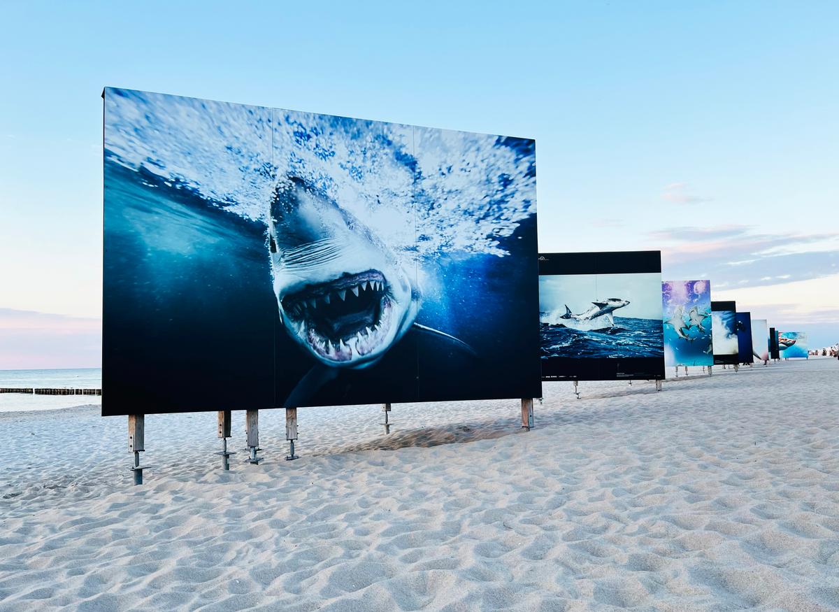 horizonte zingst 2024
Michael Muller - Sharks