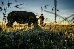 26 - rhinos_008 - 26992dc7-1f29-4ca0-95ba-dc48402c09b5