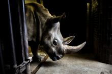 19 - rhinos_001 - d96f637b-dd42-4ef7-8ff2-b00f2c838ed8
