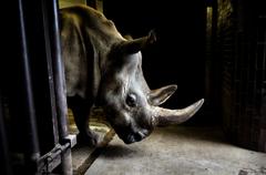 19 - rhinos_001 - d96f637b-dd42-4ef7-8ff2-b00f2c838ed8
