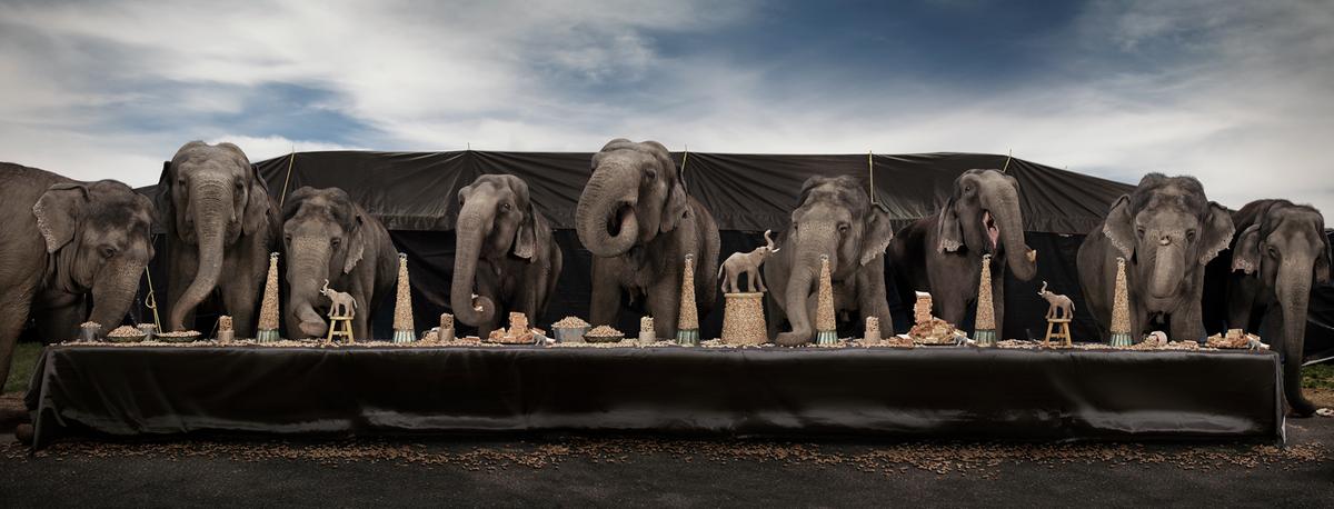 Claire Rosen, The Lar Gibbon Feast, 2013, archival pigment print
