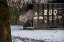 20 - rhinos_002 - 5cd4c13b-5a98-4dbc-920c-f998fff0063d