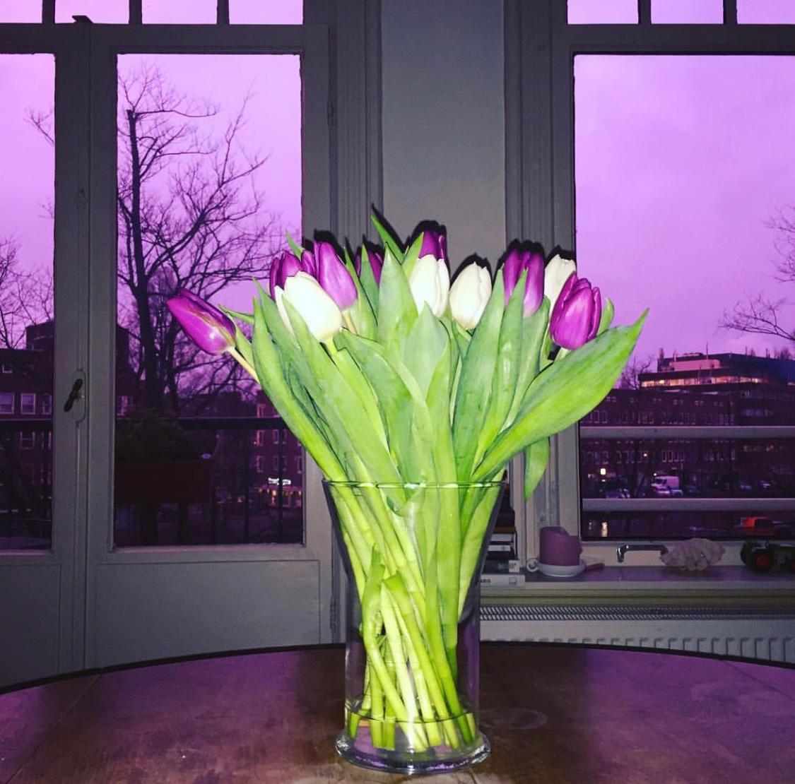 3.Tulip (Genus Tulipa) and purple sky, Amsterdam in Spring