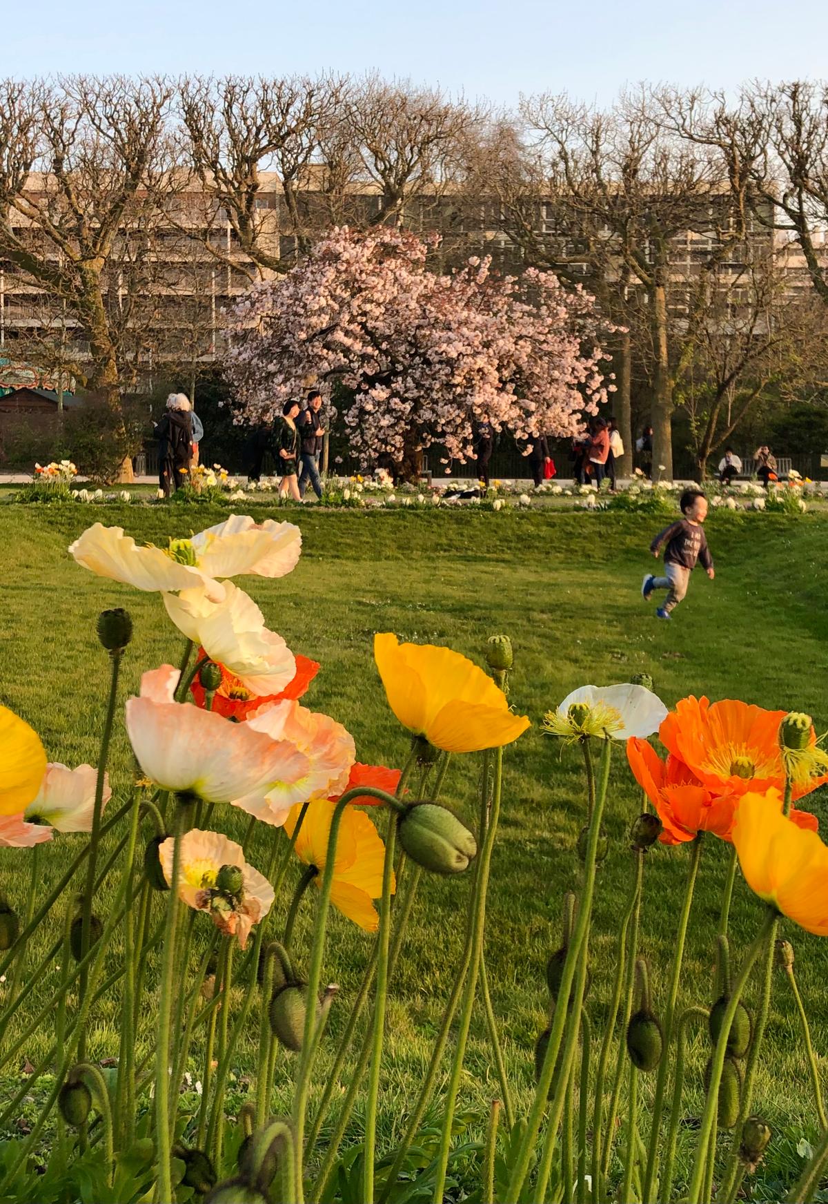 4. Poppies (Papaver rhoeas), and Cherry Blossoms during springtime in the city, Jardin des Plantes, Paris