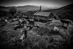 Dances with Wolves. A new civil war in the mountains of madness 06