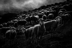Dances with Wolves. A new civil war in the mountains of madness 09