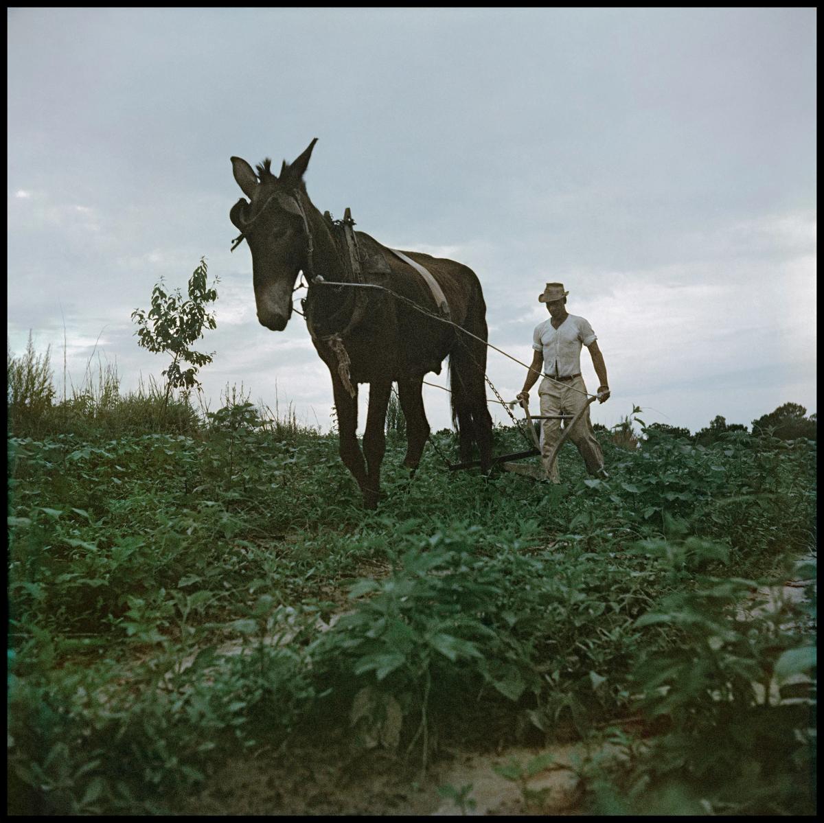 GordonParks_Willie Causey, Mobile, Alabama, 1956