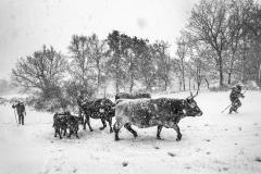 Dances with Wolves. A new civil war in the mountains of madness 04