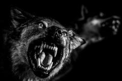 Dances with Wolves. A new civil war in the mountains of madness 02